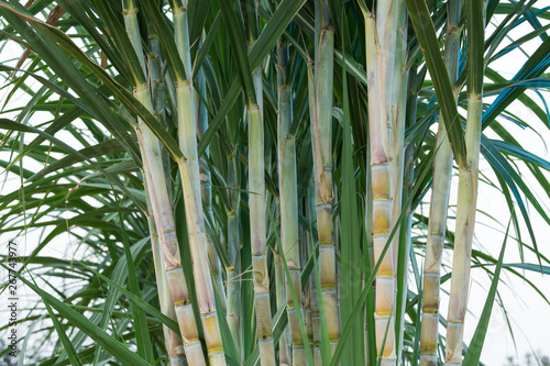 Fotografia Fresh sugarcane trees in the planting field.