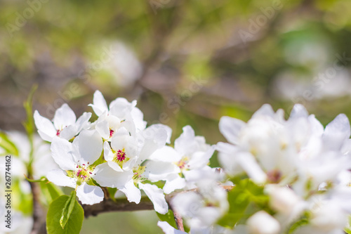 Flowering spring wild apple on a sunny day