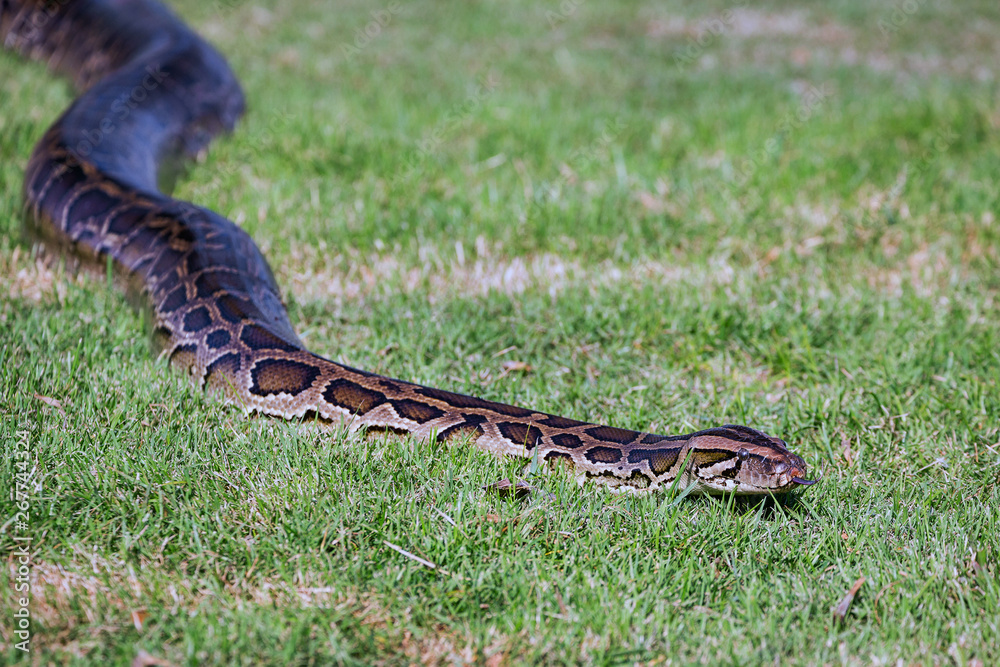 Naklejka premium Python is resting on the grass.