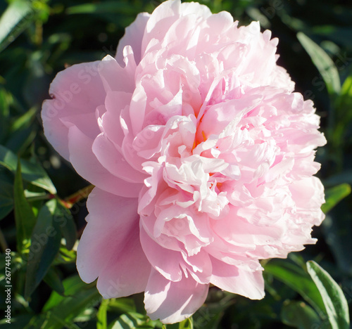 Pink big peony flower on green background