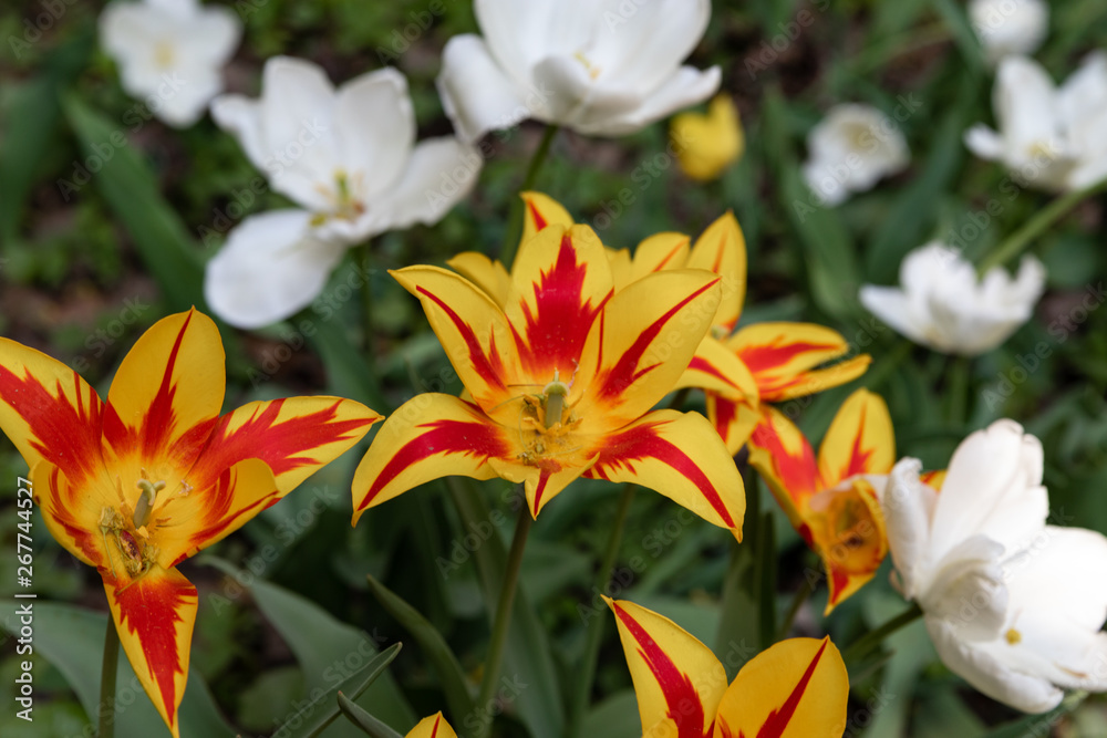 Beautiful with purple lawn orange tulips on light background. Sunny summer day. Bright floral background. Beautiful with purple lawn orange tulips on light background. Sunny summer day. Bright floral background.
