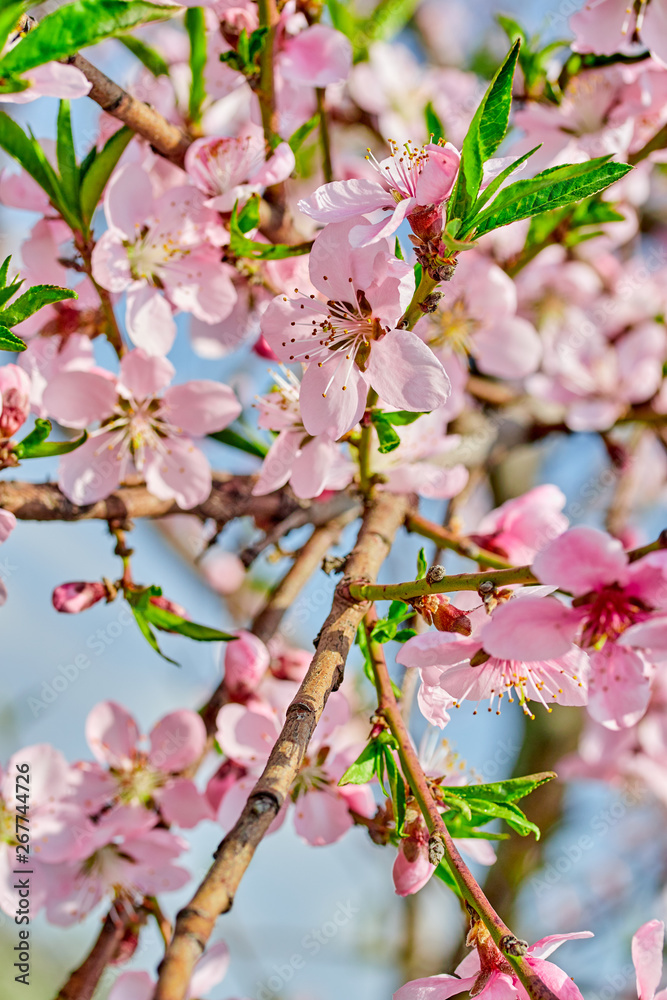 Fototapeta premium blooming pink flowers peach branch in spring in the garden against the blue sky