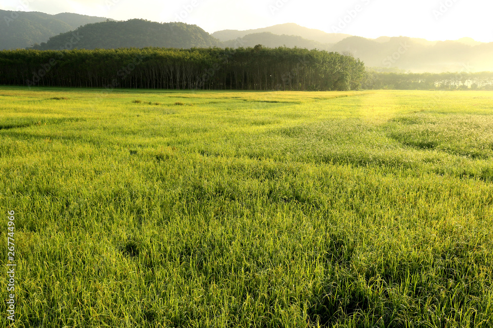 Rice fields and the morning