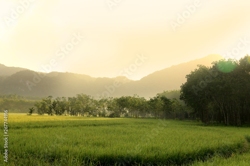 Rice fields and mountains and morning light
