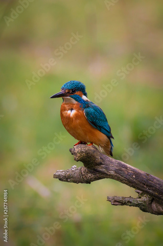 Common Kingfisher Male (Alcedo Atthis, Eurasian Kingfisher, River Kingfisher) Bird sitting on a branch hunting fish by a rural wetland pond in the British summer sunshine