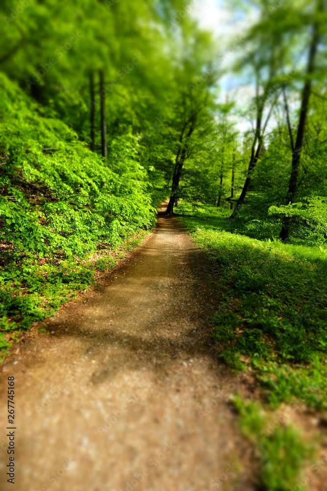 Fototapeta premium forest path