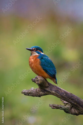 Common Kingfisher Male (Alcedo Atthis, Eurasian Kingfisher, River Kingfisher) Bird sitting on a branch hunting fish by a rural wetland pond in the British summer sunshine