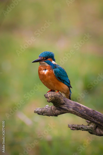 Common Kingfisher Male (Alcedo Atthis, Eurasian Kingfisher, River Kingfisher) Bird perching on a branch hunting fish by a rural wetland pond in the British summer sunshine