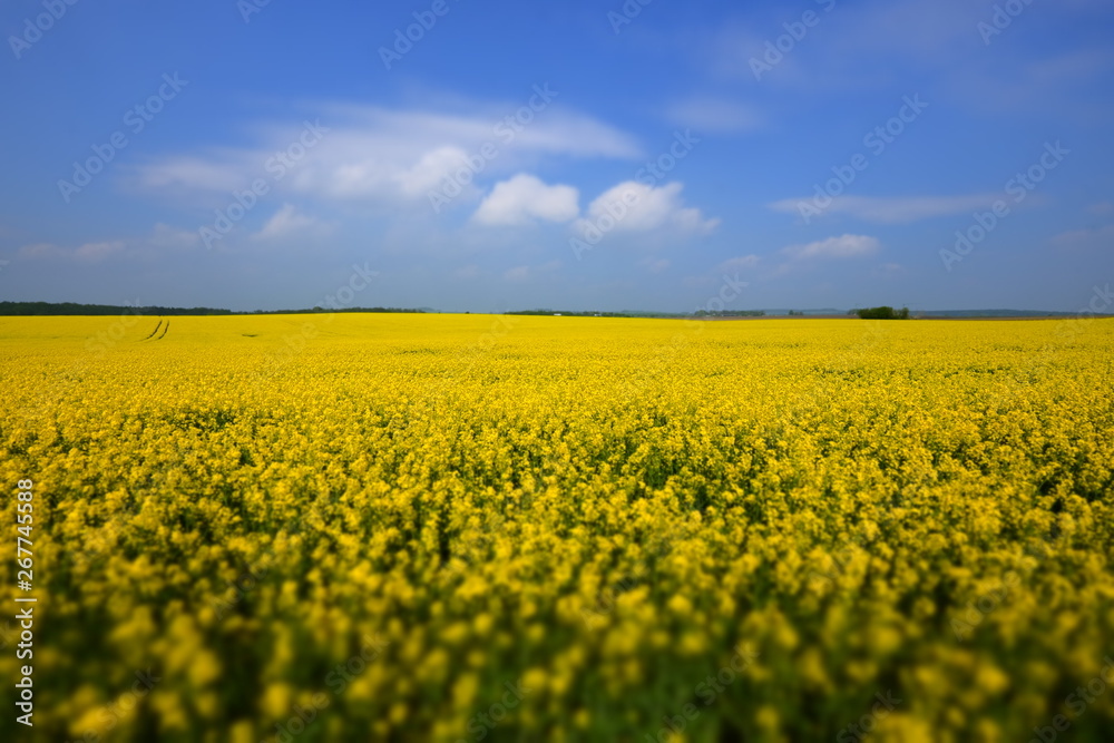 Fototapeta premium canola fields