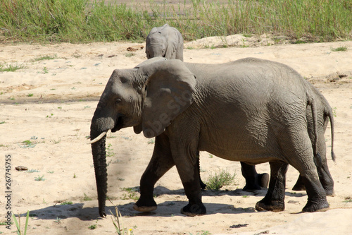 A large herd of Elephants making their way across the sand river in South Africa