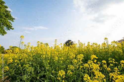 菜の花