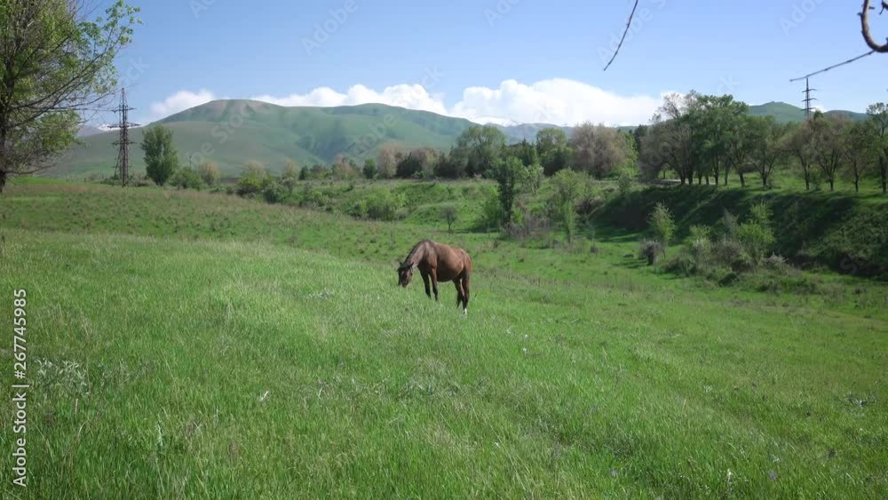 Pregnant horse grazes in a mountainous area Pregnant horse grazes in a mountainous area