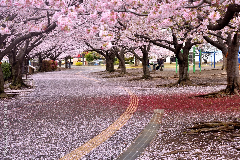Naklejka premium 青空と満開のサクラ
