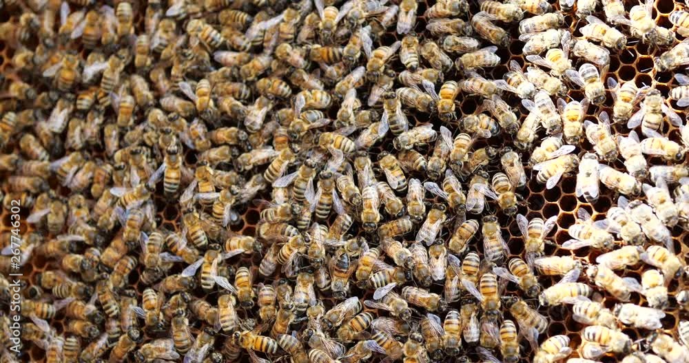 Work bees in hive. Bees convert nectar into honey and cover it in honeycombs. Work bees in hive. Bees convert nectar into honey and cover it in honeycombs.