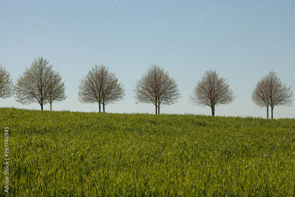 Fototapeta premium tree on the horizon