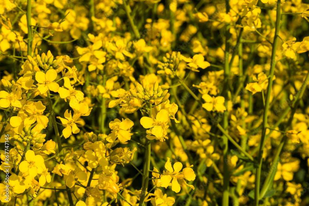 Canola or Rape flowers blooming on fields