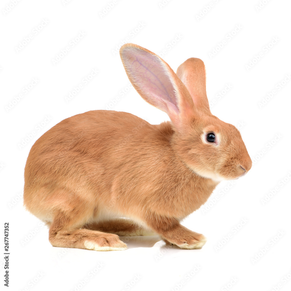 Obraz premium rabbit on a white background
