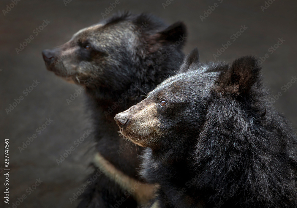 The face of Asian black bear (Asiatic black bear). The face of Asian black bear (Asiatic black bear).