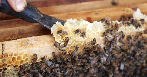 Frames of a bee hive. Beekeeper harvesting honey. Beekeeper Inspecting Bee Hive.