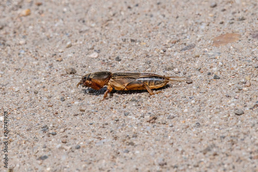 Mole Cricket Gryllotalpa gryllotalpa on the street Mole Cricket Gryllotalpa gryllotalpa on the street