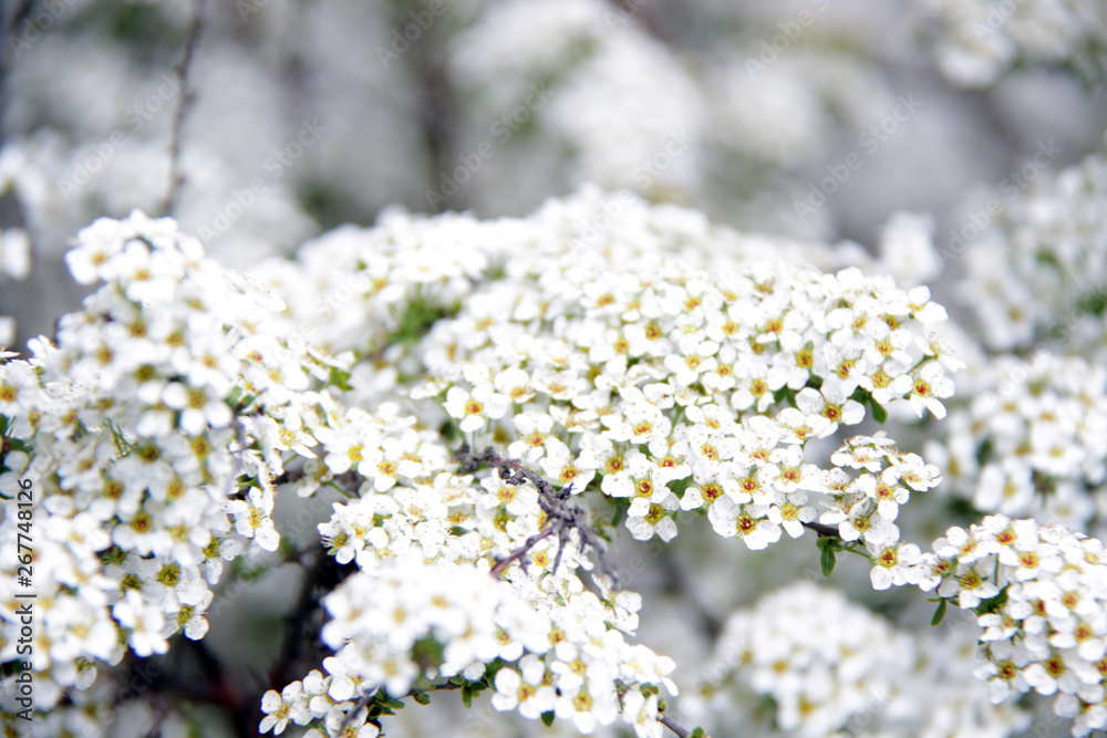 White small flowers background