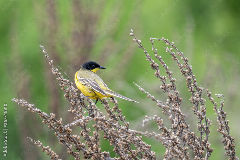 Black headed yellow wagtail (motacilla flava) in natural habitat Black headed yellow wagtail (motacilla flava) in natural habitat