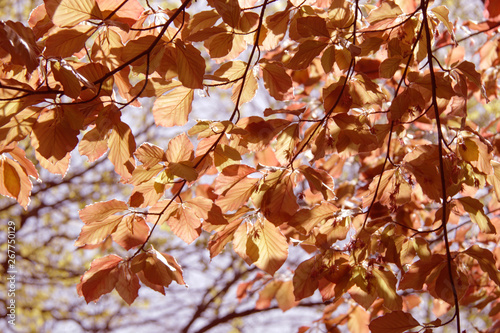 Yellow autumn linden leafs texture