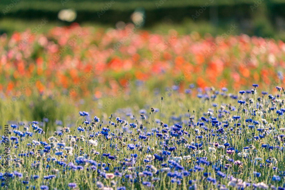 神奈川県 平塚市 ポピー イシックス馬入のお花畑 Stock Photo Adobe Stock