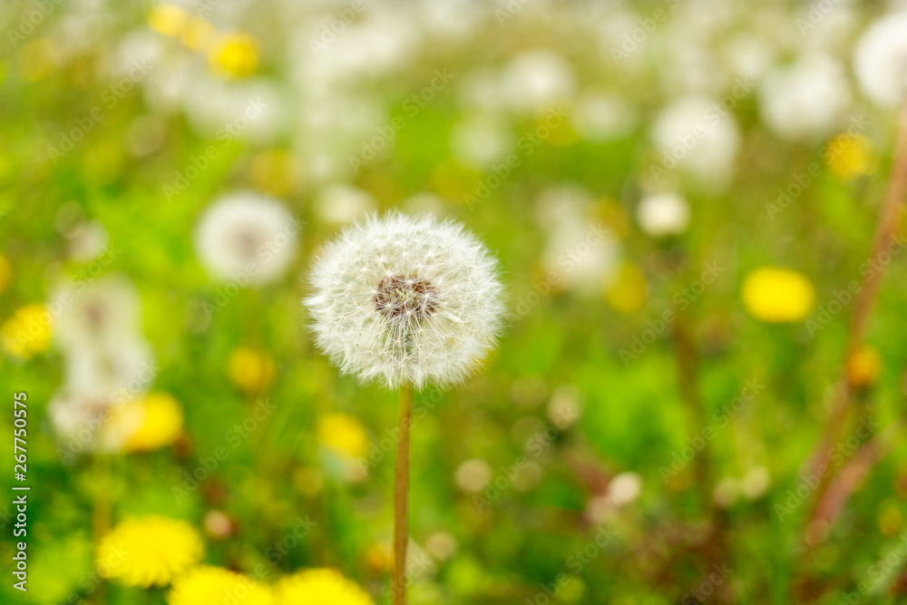 Bloomed dandelion in nature grows from green grass on the background of blooming dandelion field.. Bloomed dandelion in nature grows from green grass on the background of blooming dandelion field..