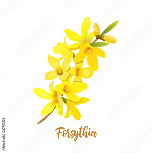 Fotografie, Obraz Golden Bell, Forsythia suspensa, Easter tree, spring branch with blossoming yellow flowers
