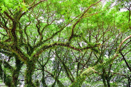 Rain tree (Albizia saman), The big tree in thailand with branch