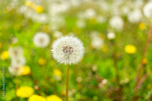 Bloomed dandelion in nature grows from green grass on the background of blooming dandelion field..