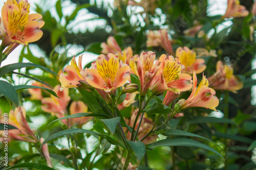peruvian lily in the garden
