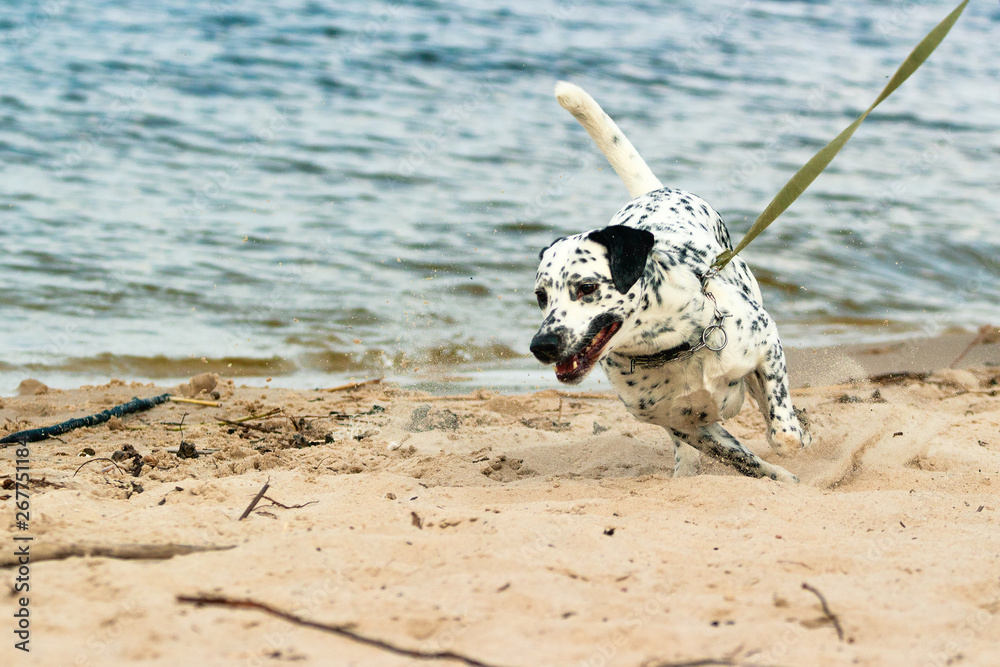 A white spotted dog enjoys playing on the beach with owner A white spotted dog enjoys playing on the beach with owner