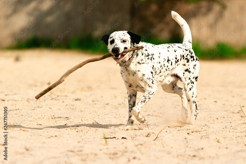 Dog playing on the beach. A white spotted dog running with a stick on a sunny day. Dog playing on the beach. A white spotted dog running with a stick on a sunny day.