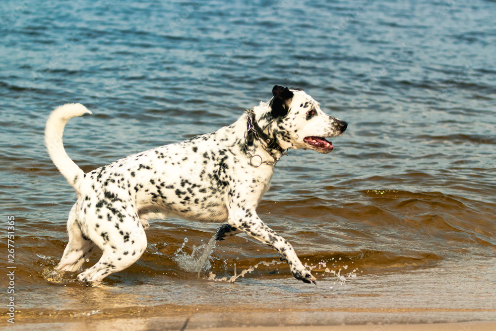 A white spotted dog running in the water on the beach in a sunny hot day. A white spotted dog running in the water on the beach in a sunny hot day.