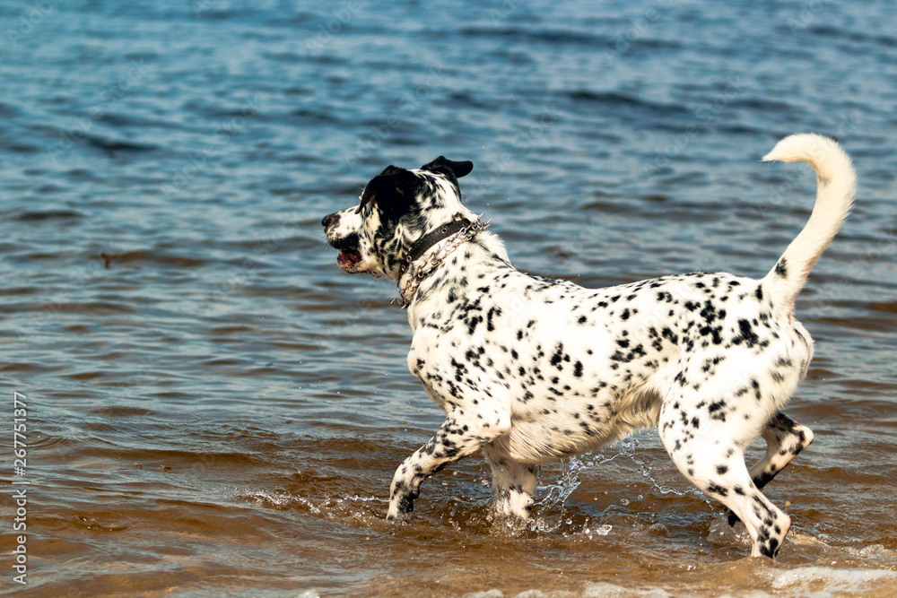 A white spotted dog running in the water on the beach in a sunny hot day.