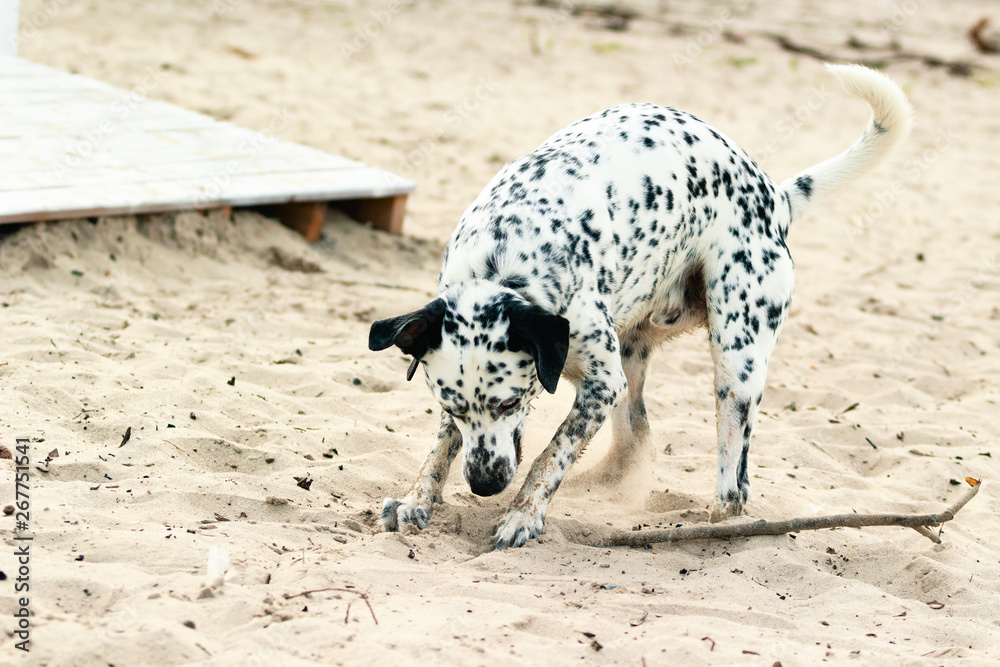 A dog playing on the beach. A white spotted and a happy dog playing with a wooden stick in the beach in the morning. A dog playing on the beach. A white spotted and a happy dog playing with a wooden stick in the beach in the morning.