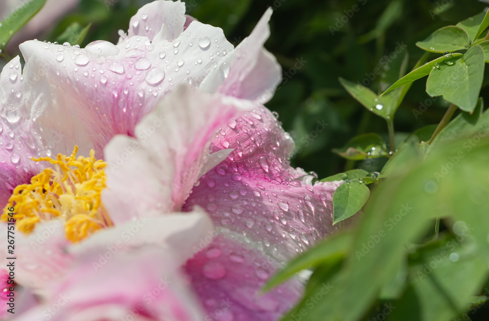 Dew on flowers close up, big drops of dew on flowers, Dew on flowers after rain Dew on flowers close up, big drops of dew on flowers, Dew on flowers after rain
