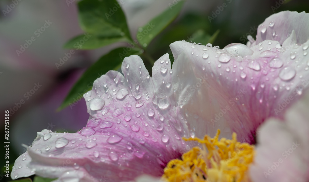 Dew on flowers close up, big drops of dew on flowers, Dew on flowers after rain Dew on flowers close up, big drops of dew on flowers, Dew on flowers after rain