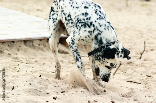 Dog playing on the beach. A white spotted dog digging in sand on the beach.