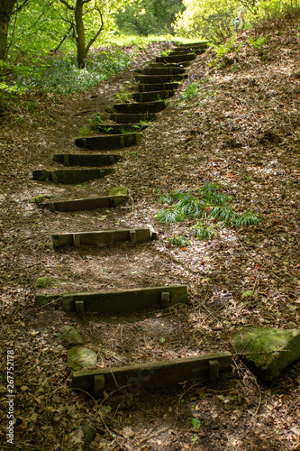 Steps stairs path up in forest climb wooden old steps