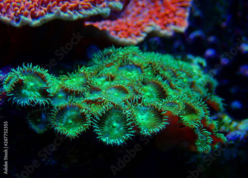 Green Toxic Parazoanthus colony in coral reef aquarium