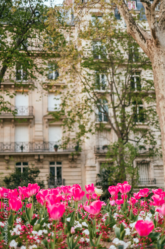 Beautiful flower bed of pink tulips. Spotted in Paris, France.