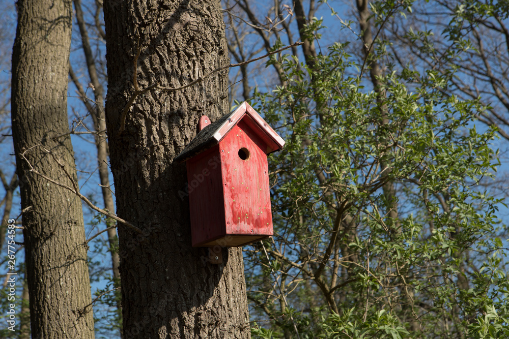 Birds nest