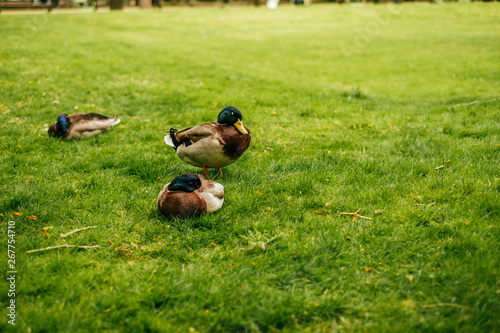 Three ducks are lying on the grass