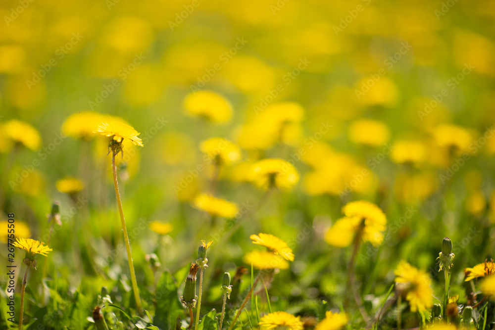 field of  dandelions