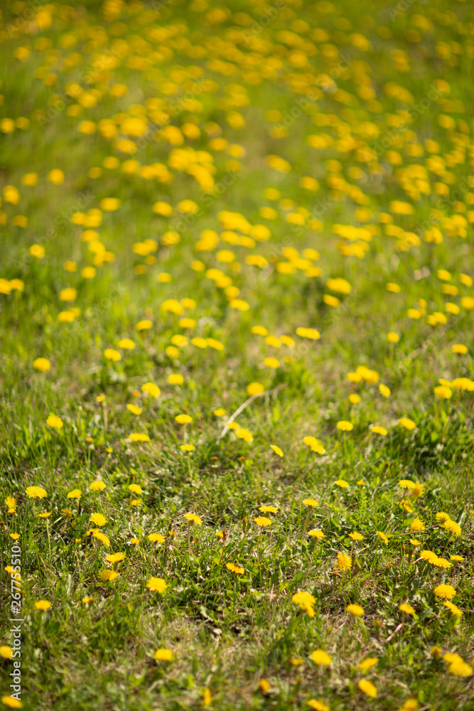 field of  dandelions