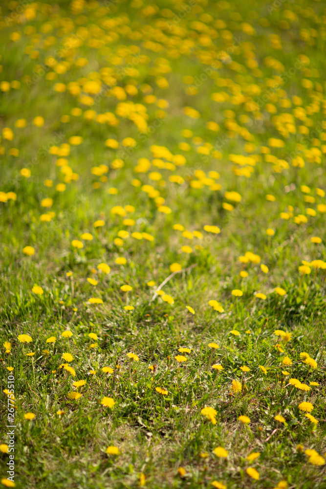field of dandelions field of dandelions