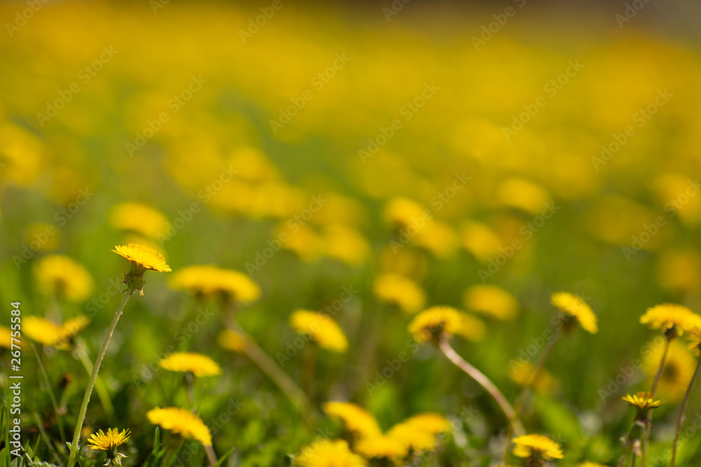 field of  dandelions